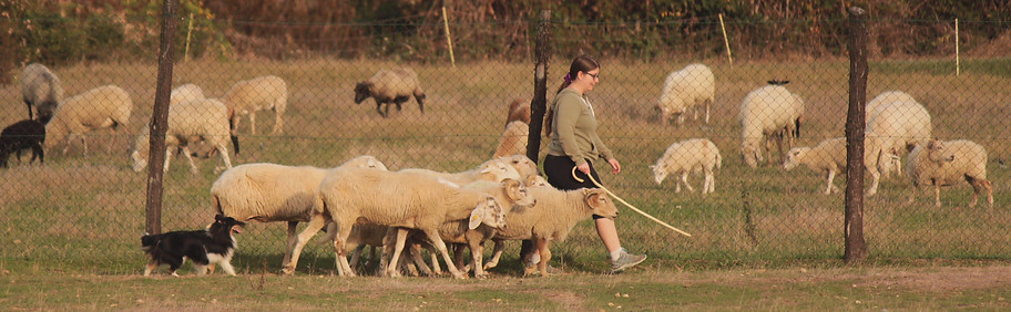 willowonsheep9.jpg