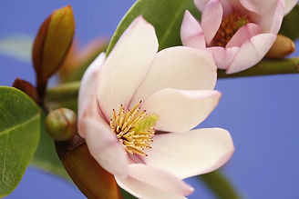 magnolia-fairy-queen-2.jpg
