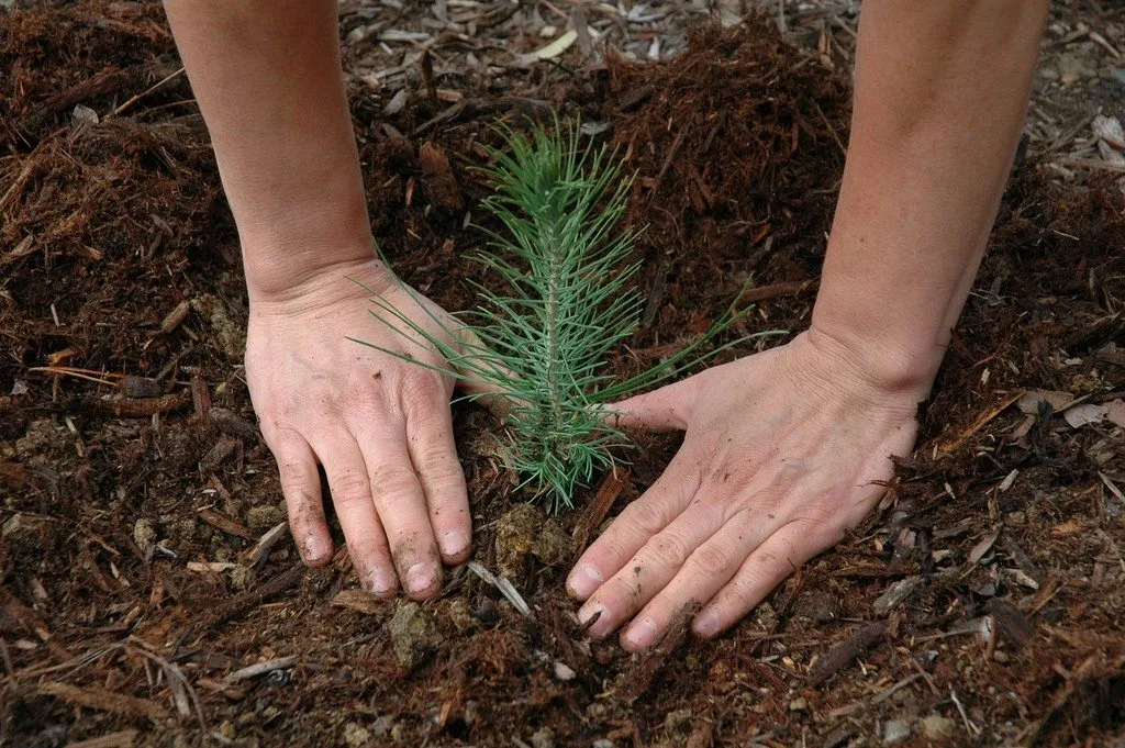 North Carolina NC Residential and Commercial Landscaping