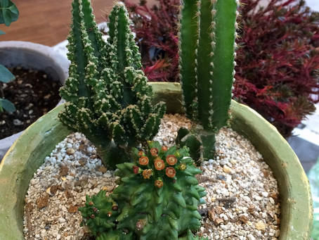 サボテンの寄せ植え