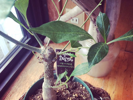 おれ流、植物を買うタイミング