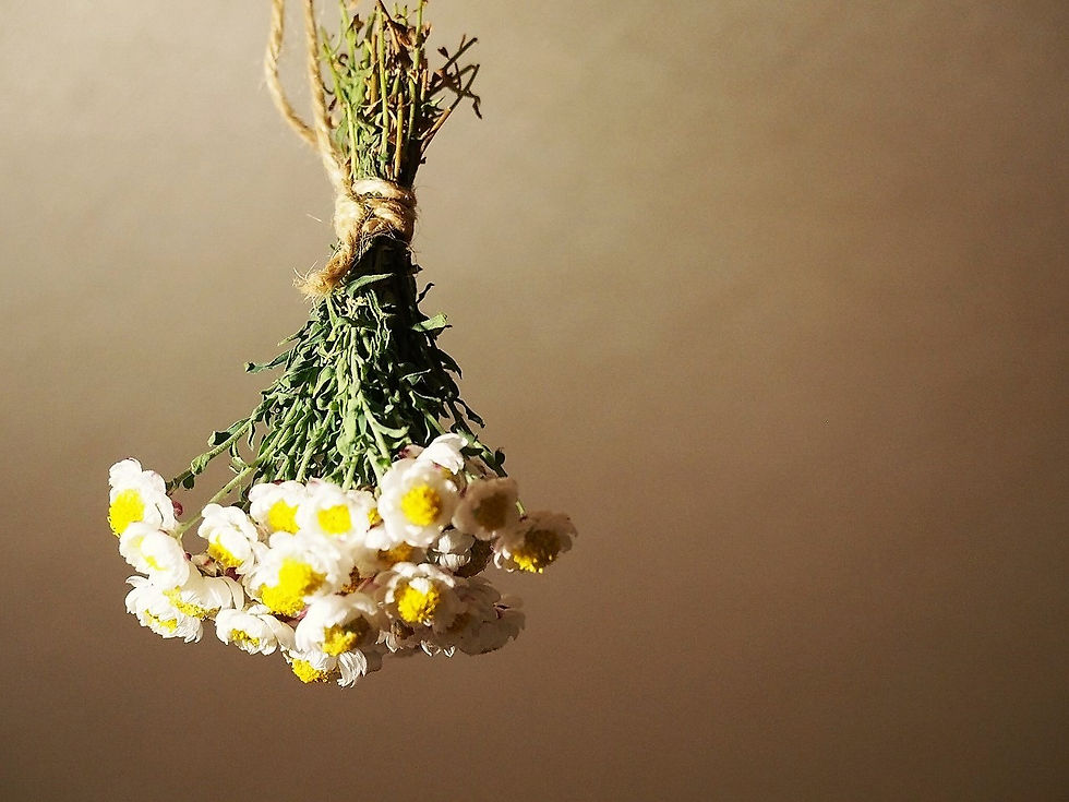 ハナカンザシ　ドライフラワー