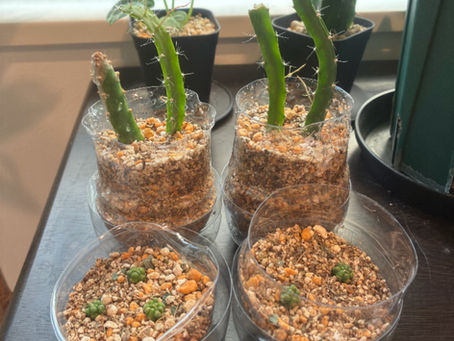 増えすぎた植物をもらってくださいm(__)m