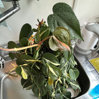 「不思議だな～」を楽しむ。