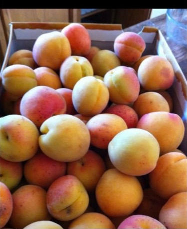 Thumbnail: Fresh Apricots