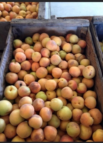 Thumbnail: Fresh Apricots