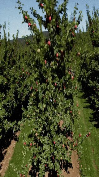 Tomber dans les pommes