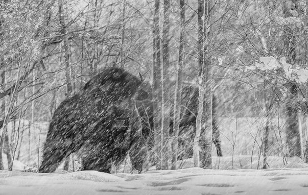 Bison in snow storm