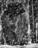 Bison in snow storm