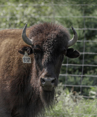 Bison