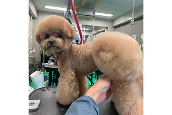 名称未設定のデザイン (51).jpg