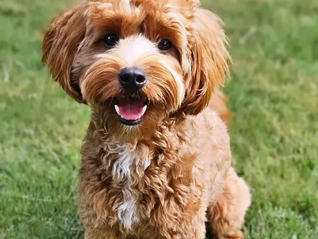 The Ethics Behind Buying a Cavoode puppy from an Experienced Breeder