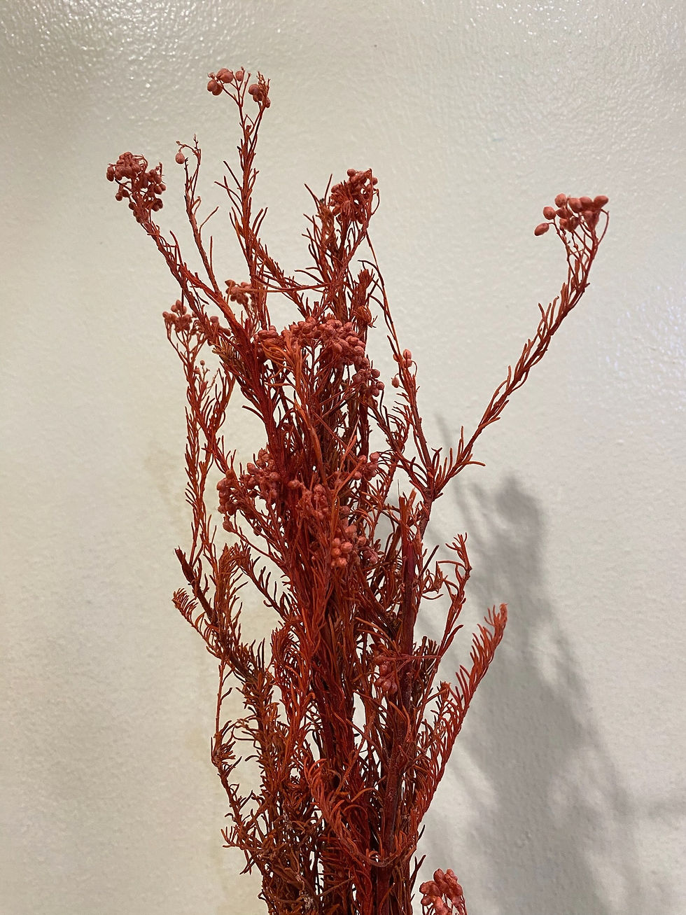 Preserved Rice Flower