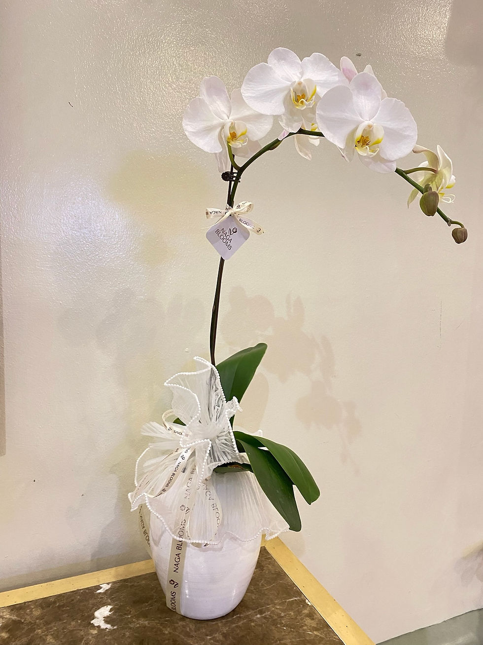 Fresh White Orchid