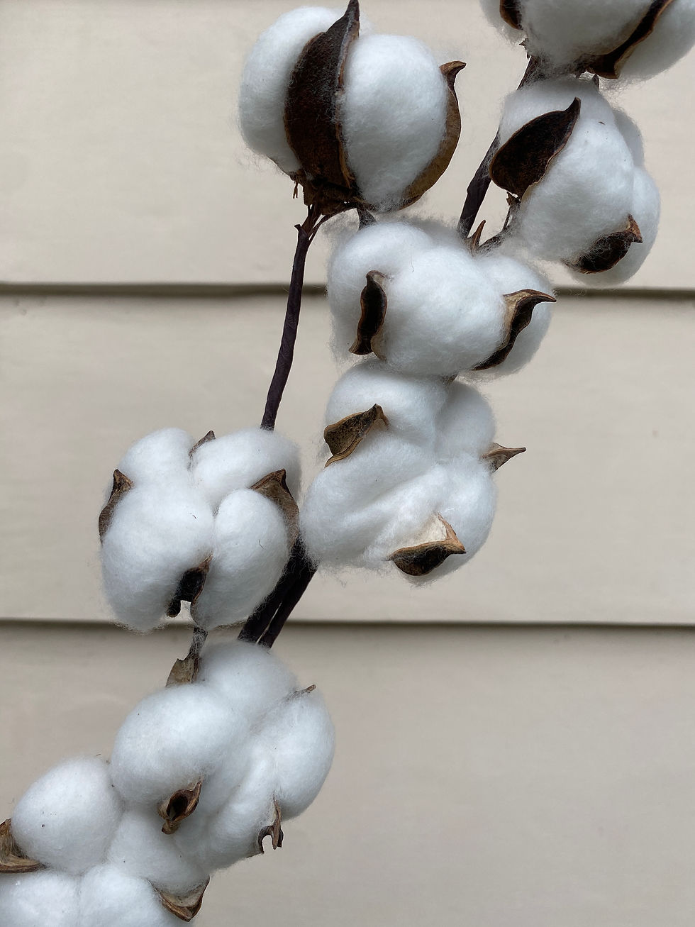 Cotton