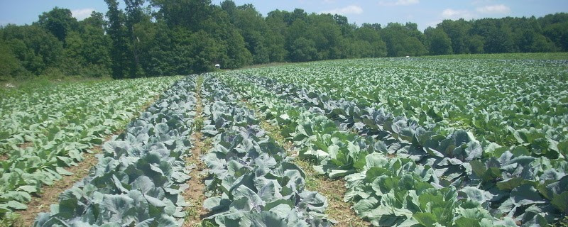 Fields of cabbage and greens at Clarion River Organics farm