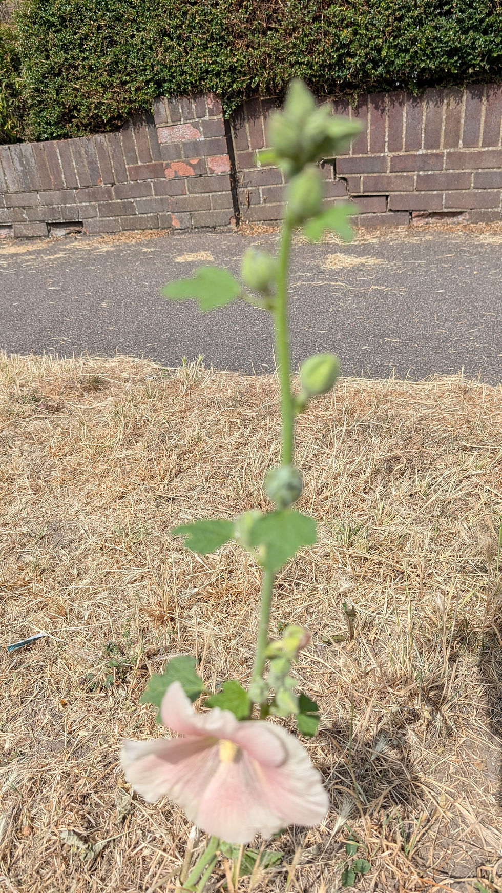 Blurred pink hollyhock flower stem in dry grass beside a brick wall and hedge on a sunny day.