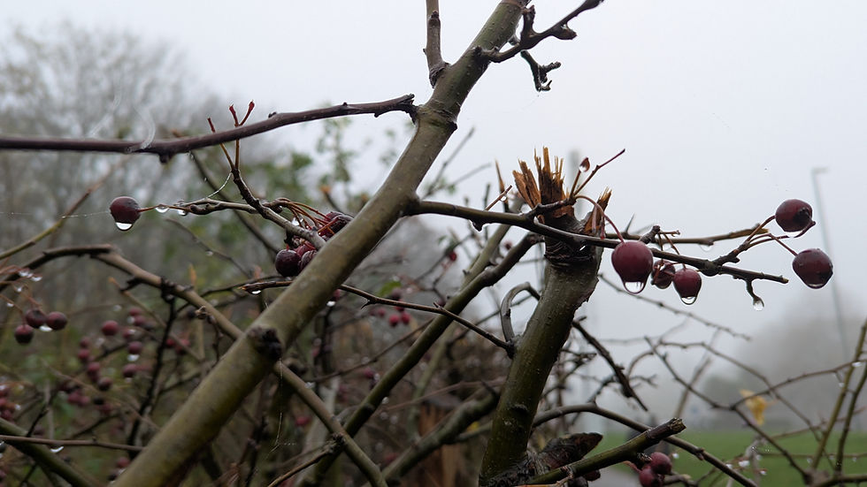 Raindrops delicately cling to red berries on a foggy autumn morning highlighting the intricate beauty of nature