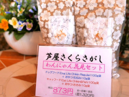 芦屋さくらさがし