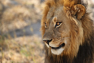 african-lion-portrait-in-the-warm-light.jpg