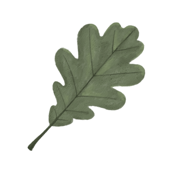 oak leaf.png