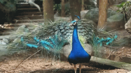 peacock.gif