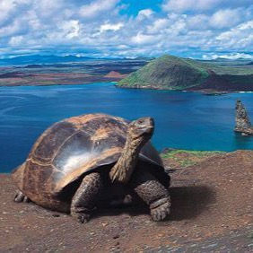 Tortuga Gigante de Galápagos TM 10ml