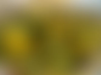 ミモザが脚光を浴びる日