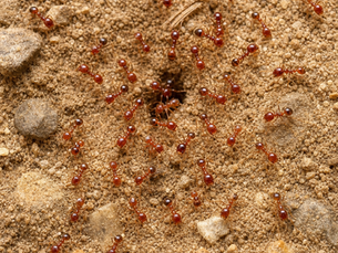 Fire Ants!!!!