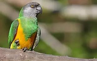 Rio