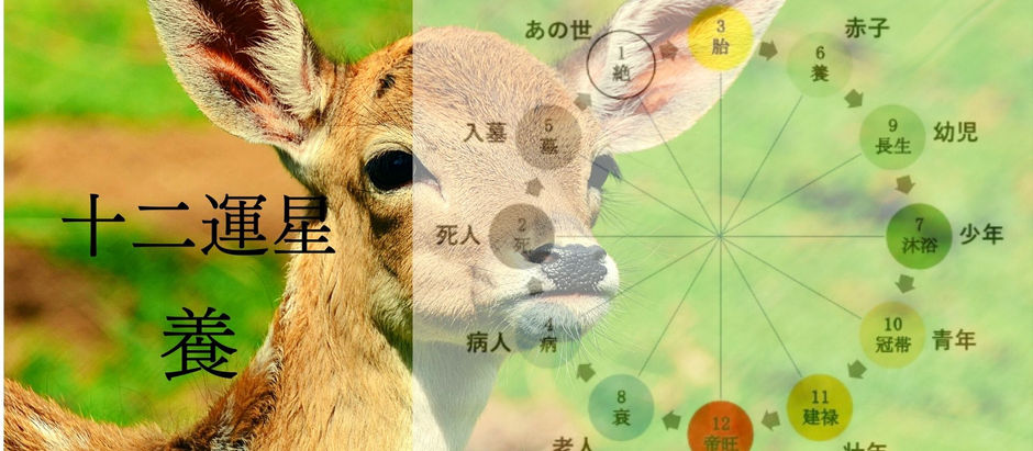 養の特徴