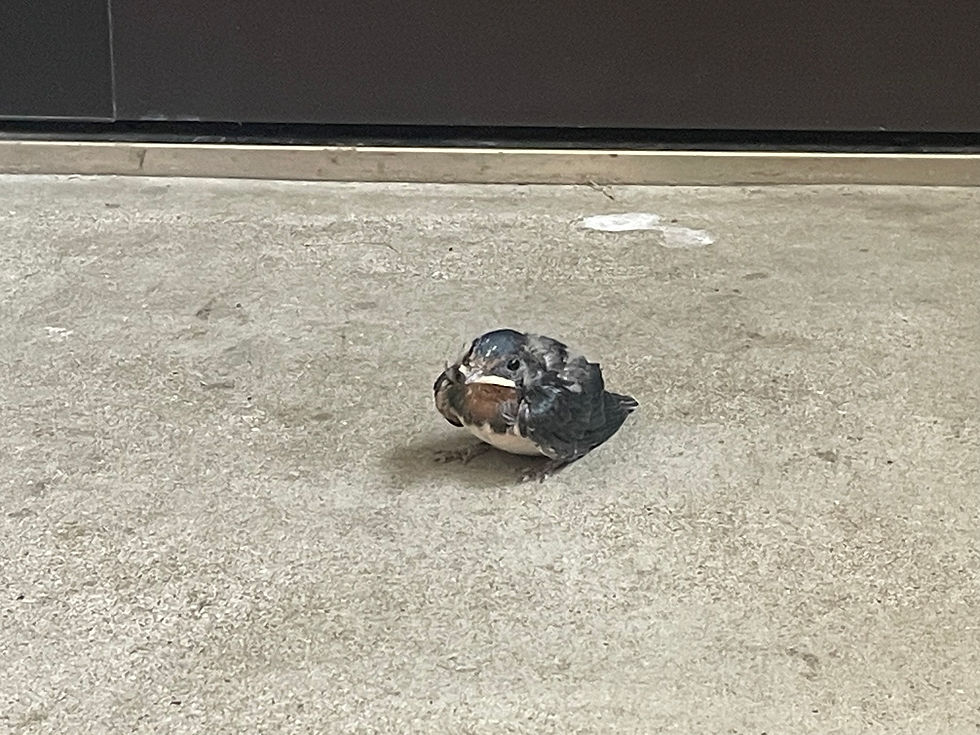 ツバメ救出