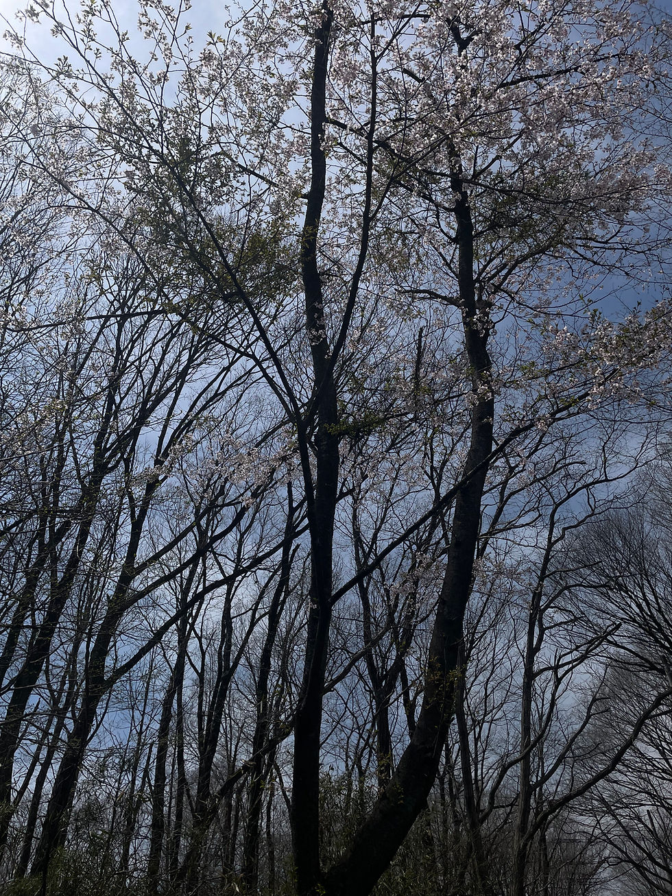 隣の桜