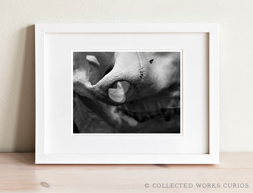 Thumbnail: Orbital Trench (SKULL 10): Archival Anatomical Photo Print in Black and White