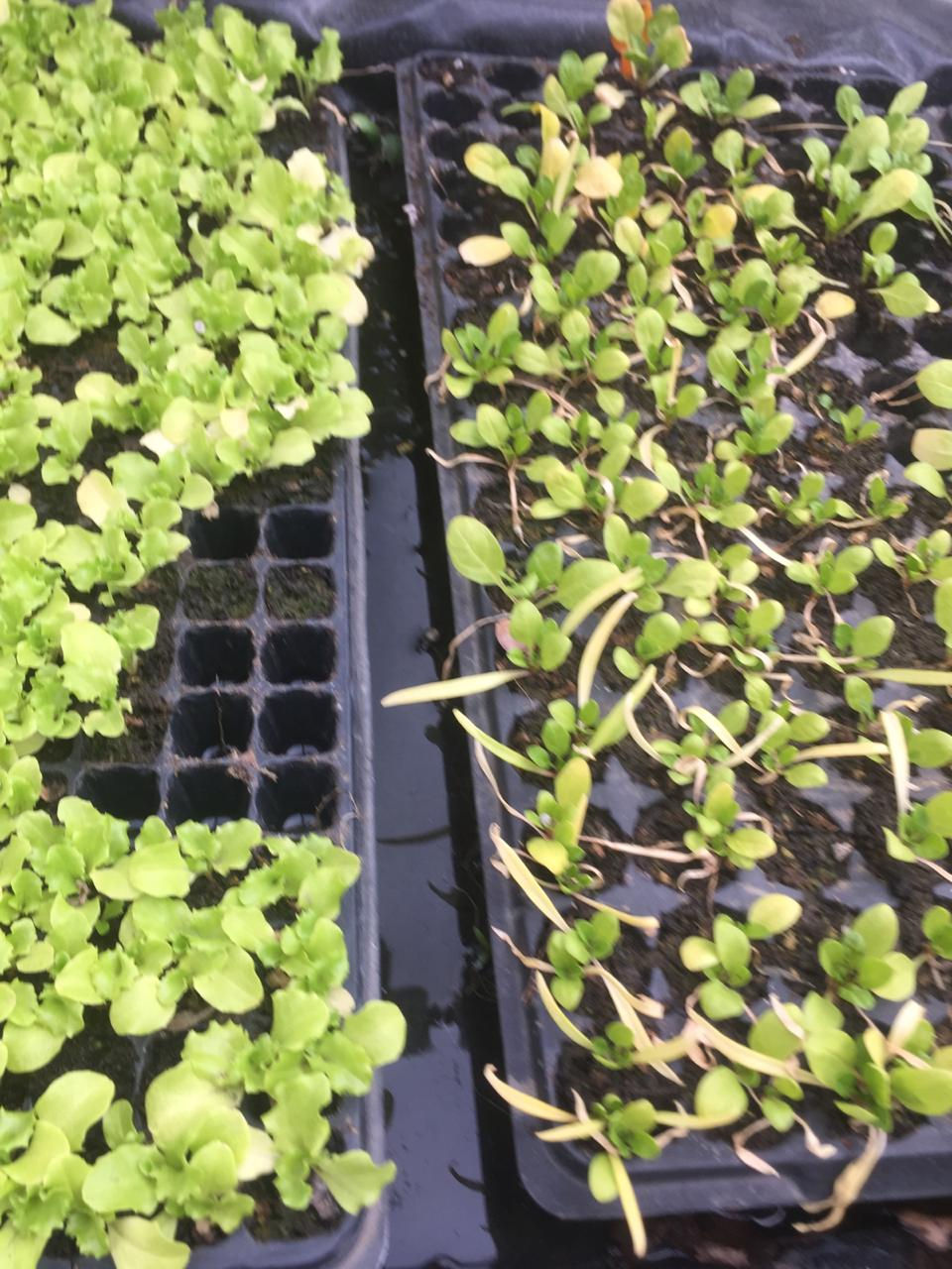 Plantines