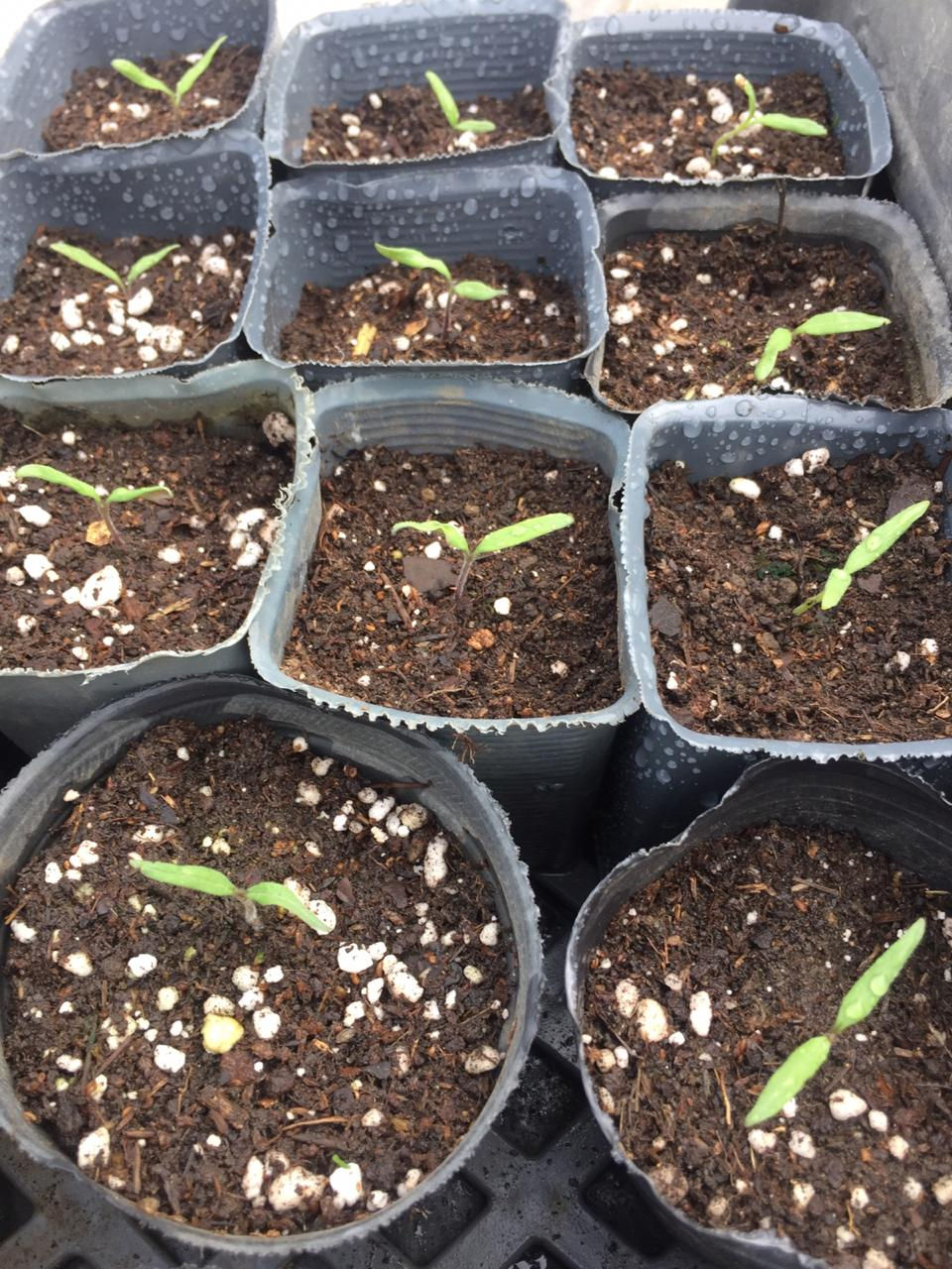 Plantines