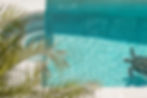 Pool_palm_turtle
