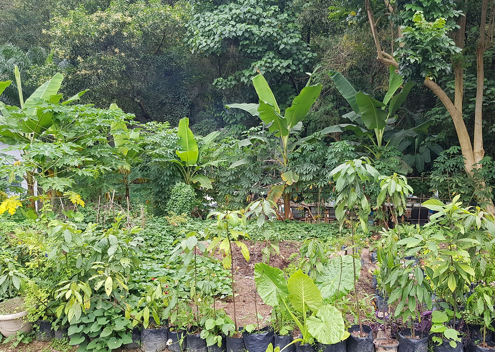 Community EcoGarden
