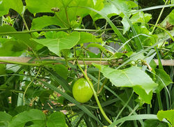 OES: Individual is unique