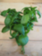 Basilic