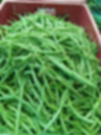 Haricot vert