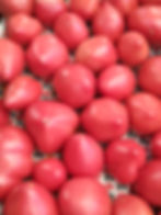 tomate coeur de boeuf rose
