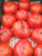 tomate Algérienne