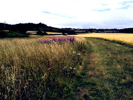 Bright Field