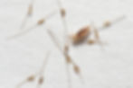 Head lice eggs in hair