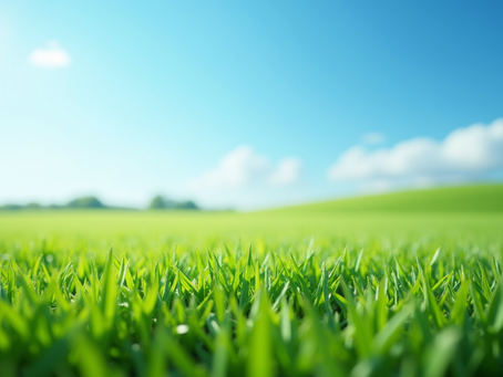 Lawn Deodorizing Services