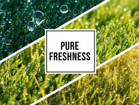Effective Methods to Clean Artificial Grass from Dog Pee