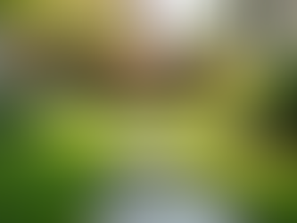 Pet Waste Cleanup Services in Phoenix, AZ