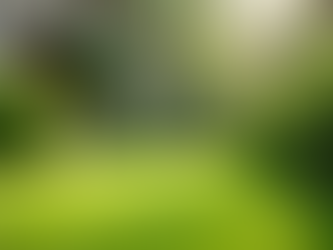 Comprehensive Yard Cleaning Services for Every Need