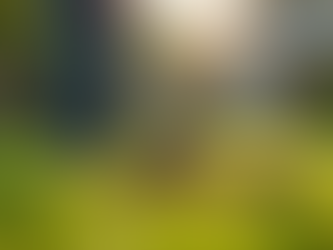 Dog Poop Scooping Service